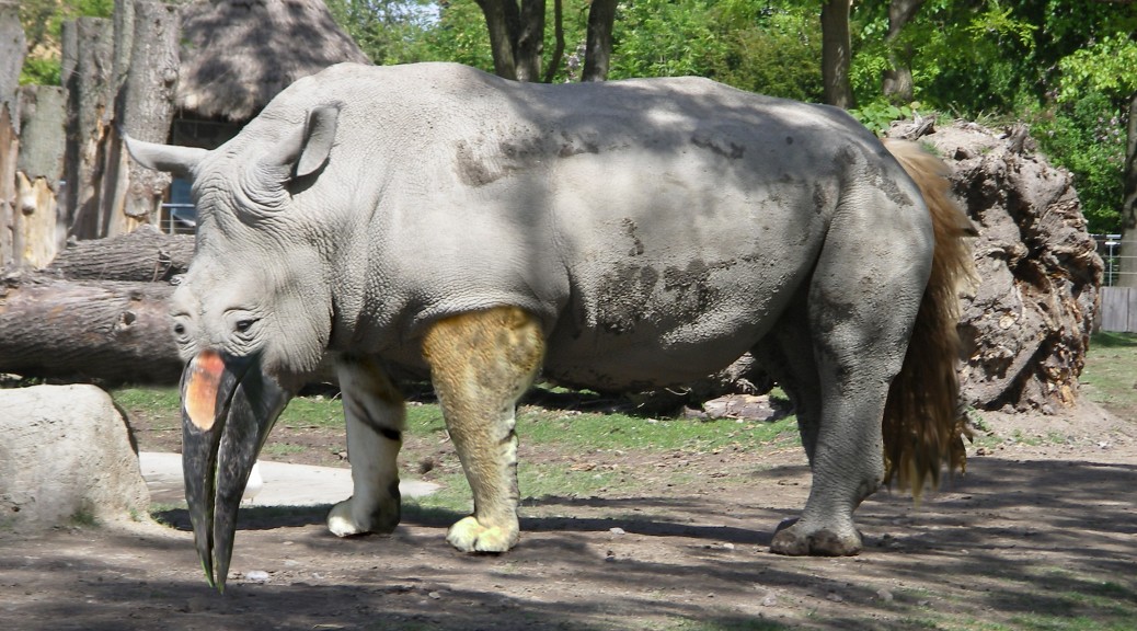 Nature Talent Rhino